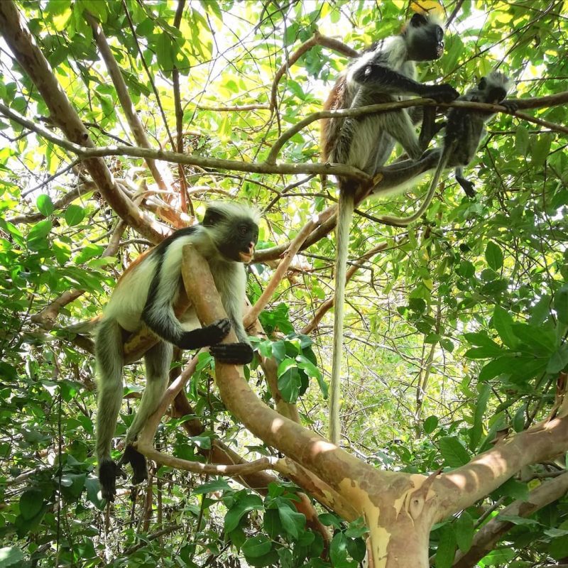 affe Affen Jozani Forest Nationalpark Sansibar Reiseziel Ausflug mit Kindern Ausflugstipp
