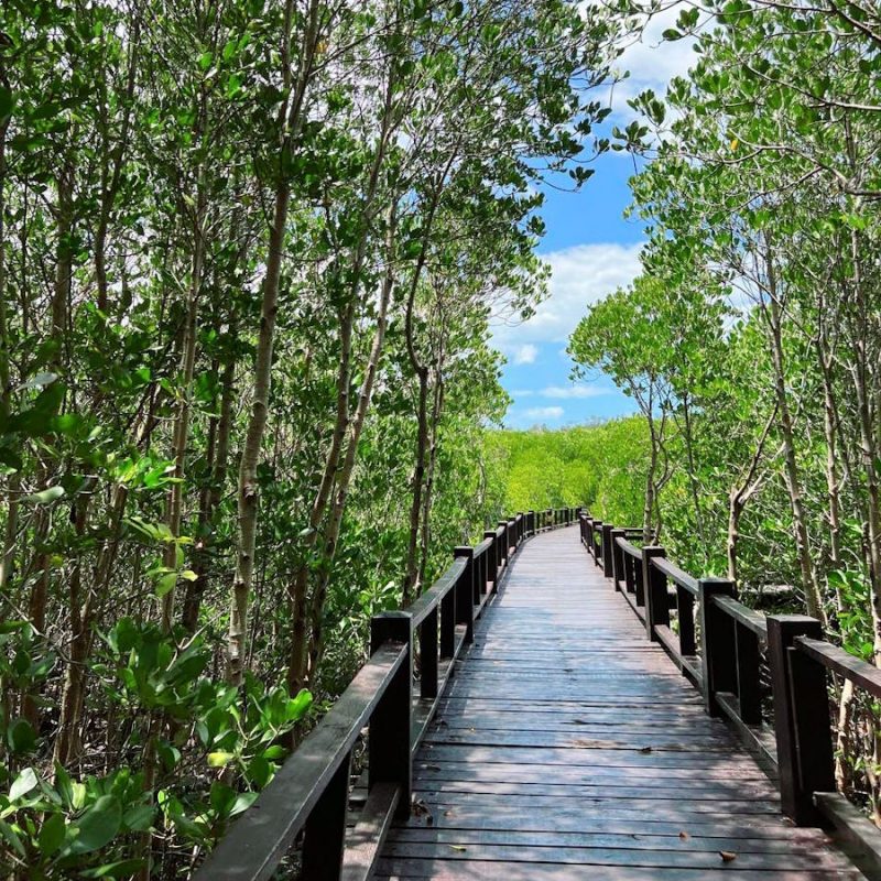 Nationalpark Pran Buri Thailand Hua Hin Mangroven Mangrovenwald