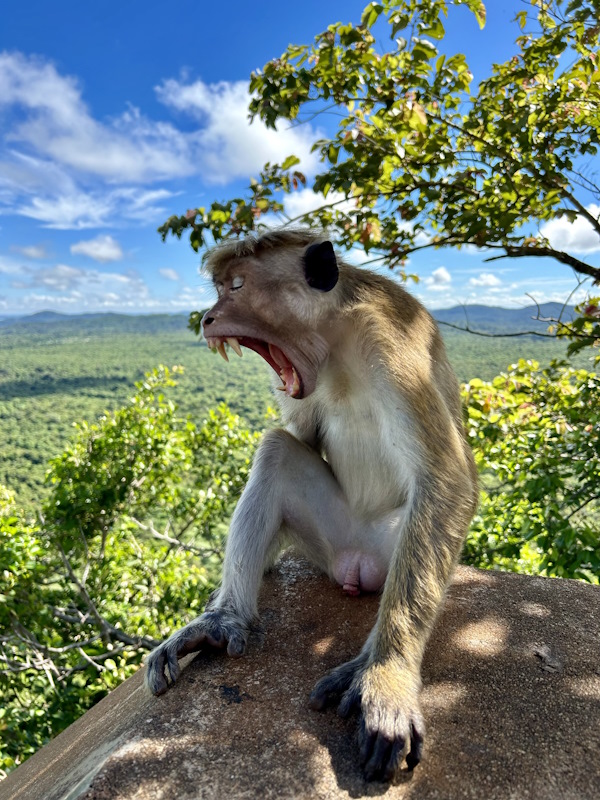 Affe Sri Lanka Wildlife Roadtrip threelittlelions