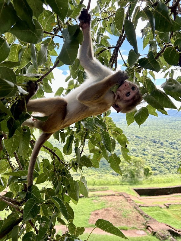 Affe Sri Lanka eigenes TukTuk mieten Roadtrip