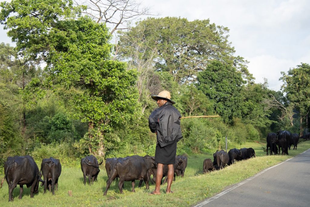 Büffel in Sri Lanka am Straßenrand Roadtrip TukTuk