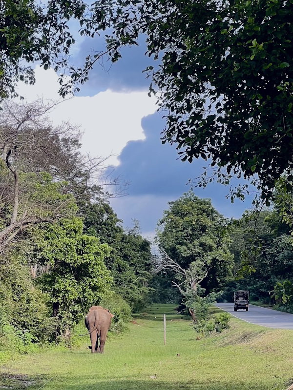 elefant am strassenrand sri lanka tuktuk Roadtrip
