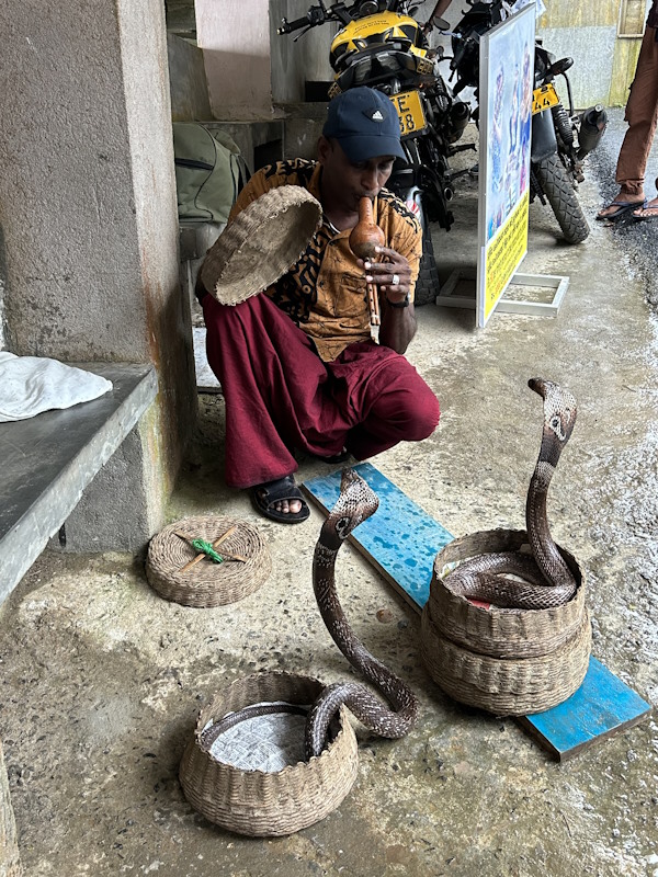 Kobras in Sri Lanka Schlangen