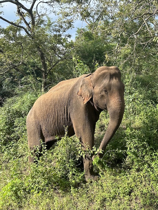 Safari Sri Lanka Elefant