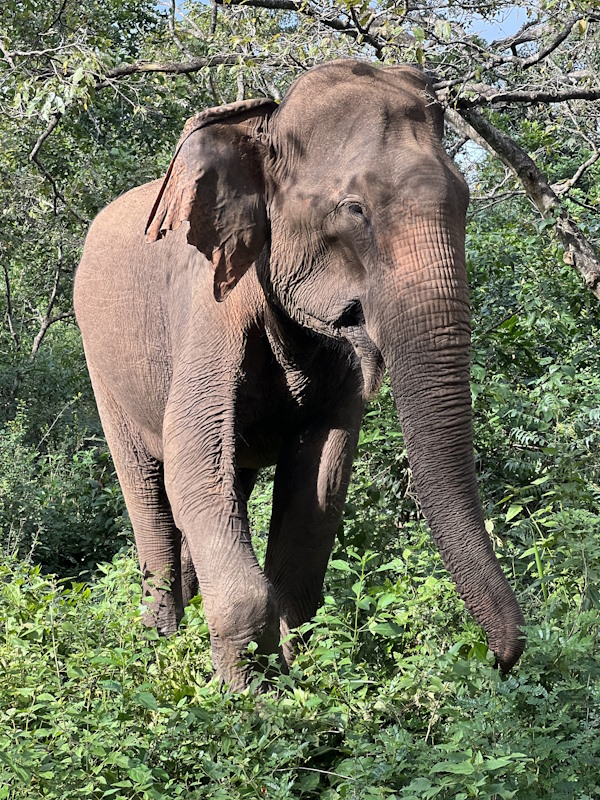 Elefant Sri Lanka Safari Nationalpark