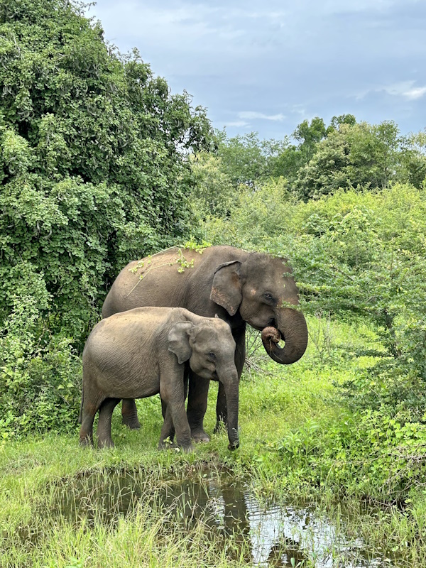 udawalawa nationalpark Sri Lanka Elefanten